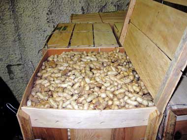 Waldron Farm's Green Peanuts