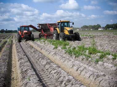 Challenger Tractor Harvesting Potatoes
